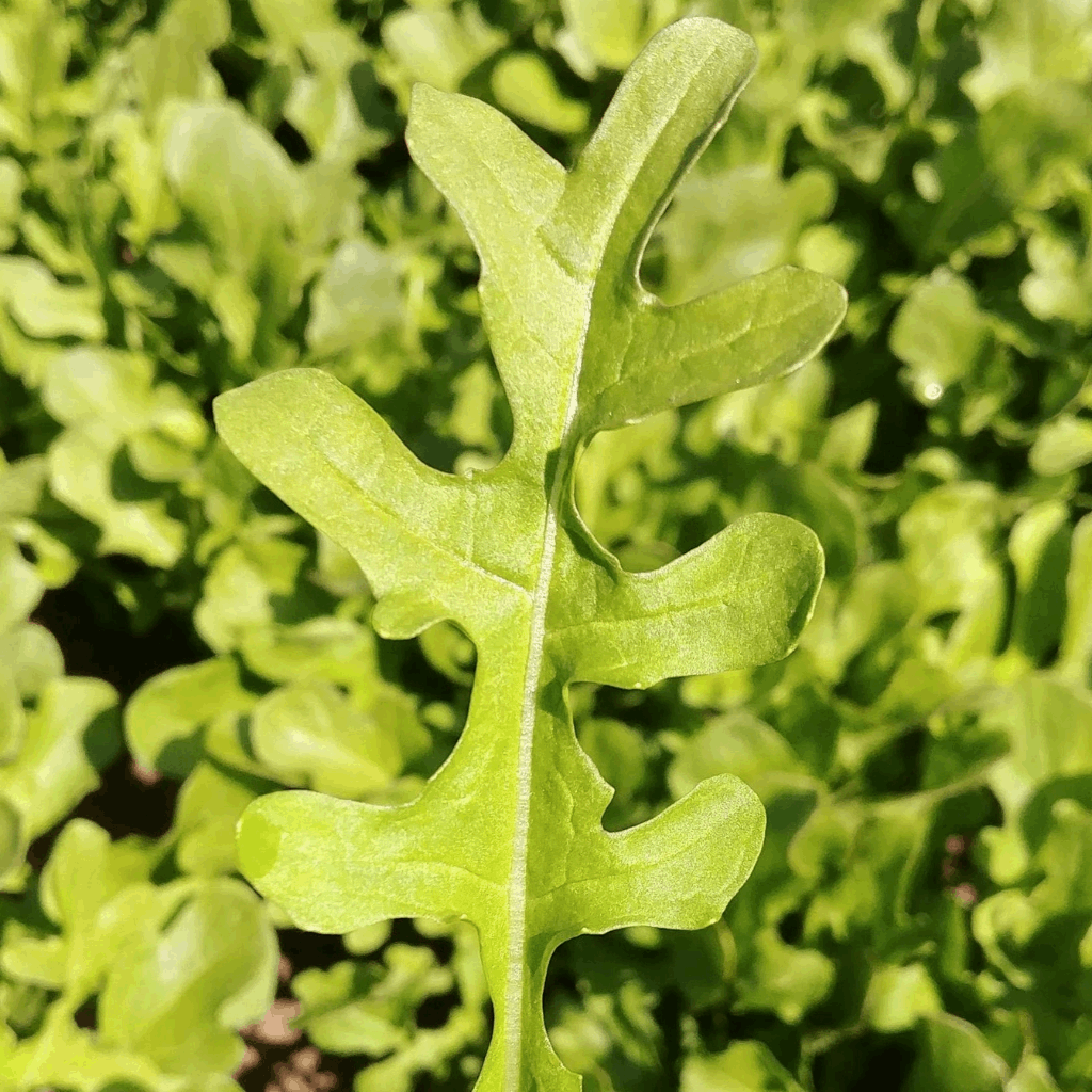 BC Eco Esmee Arugula 500 seeds